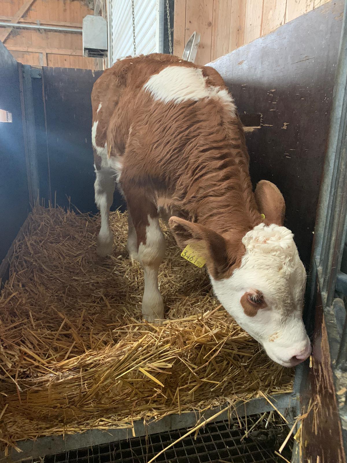 BIO hornlose Fleckvieh Kuhkälber 3