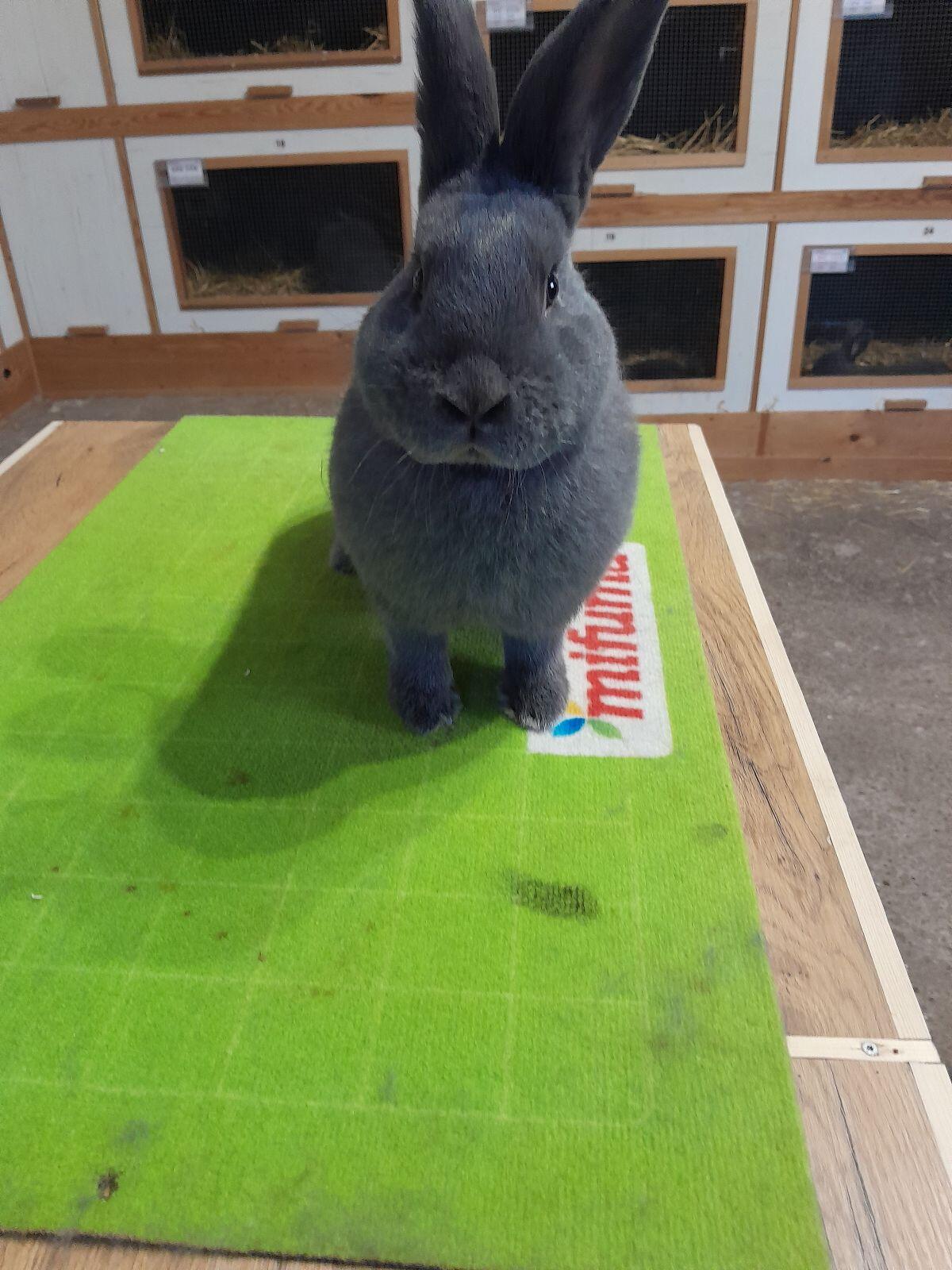 Blaue Wiener Kaninchen 1