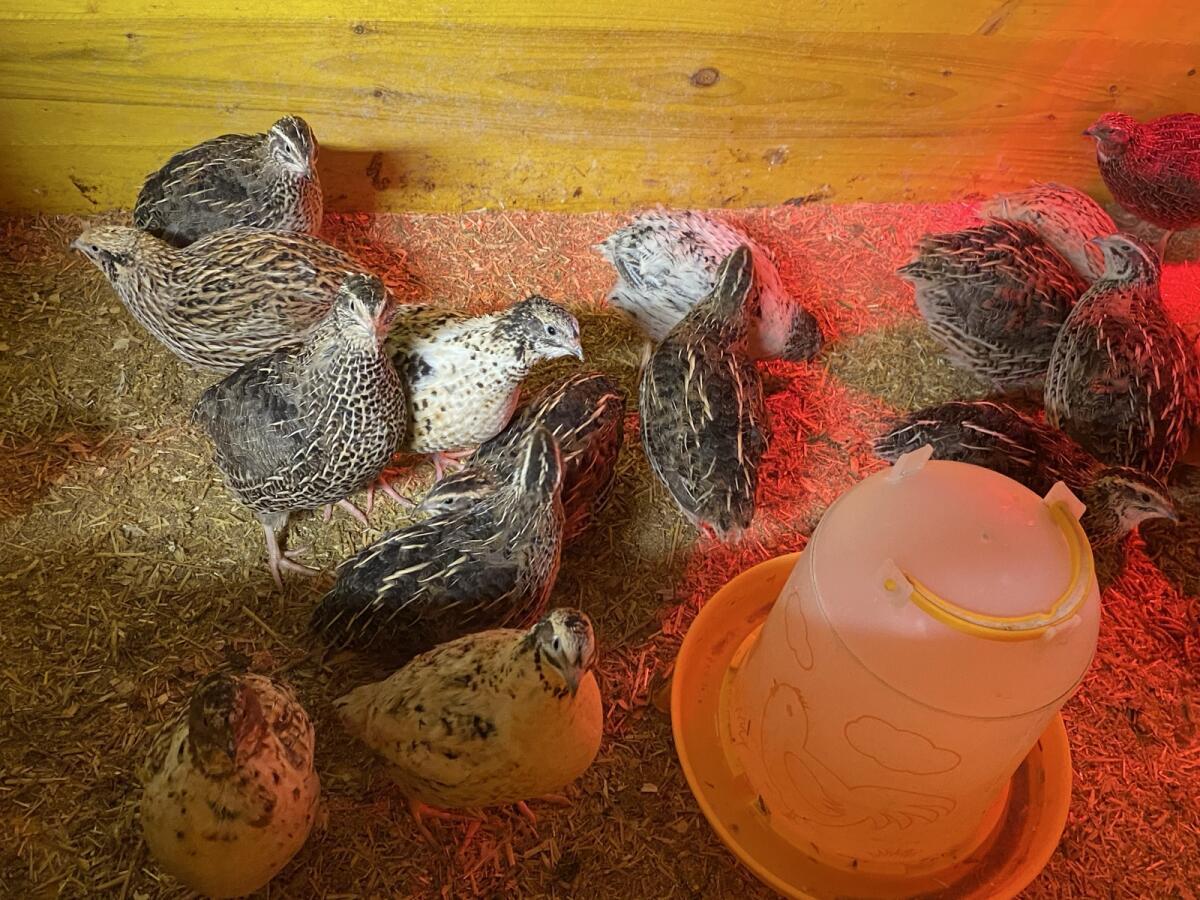 Mast- und Legewachteln Bruteier 1