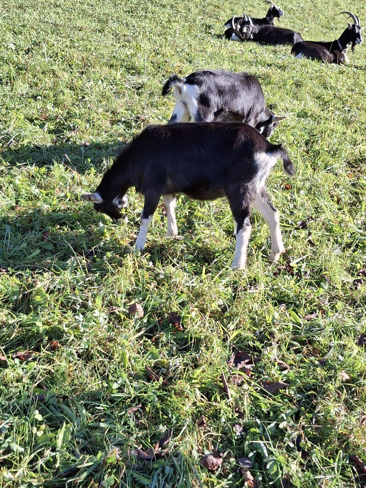 Bündner Strahlenziegen 3