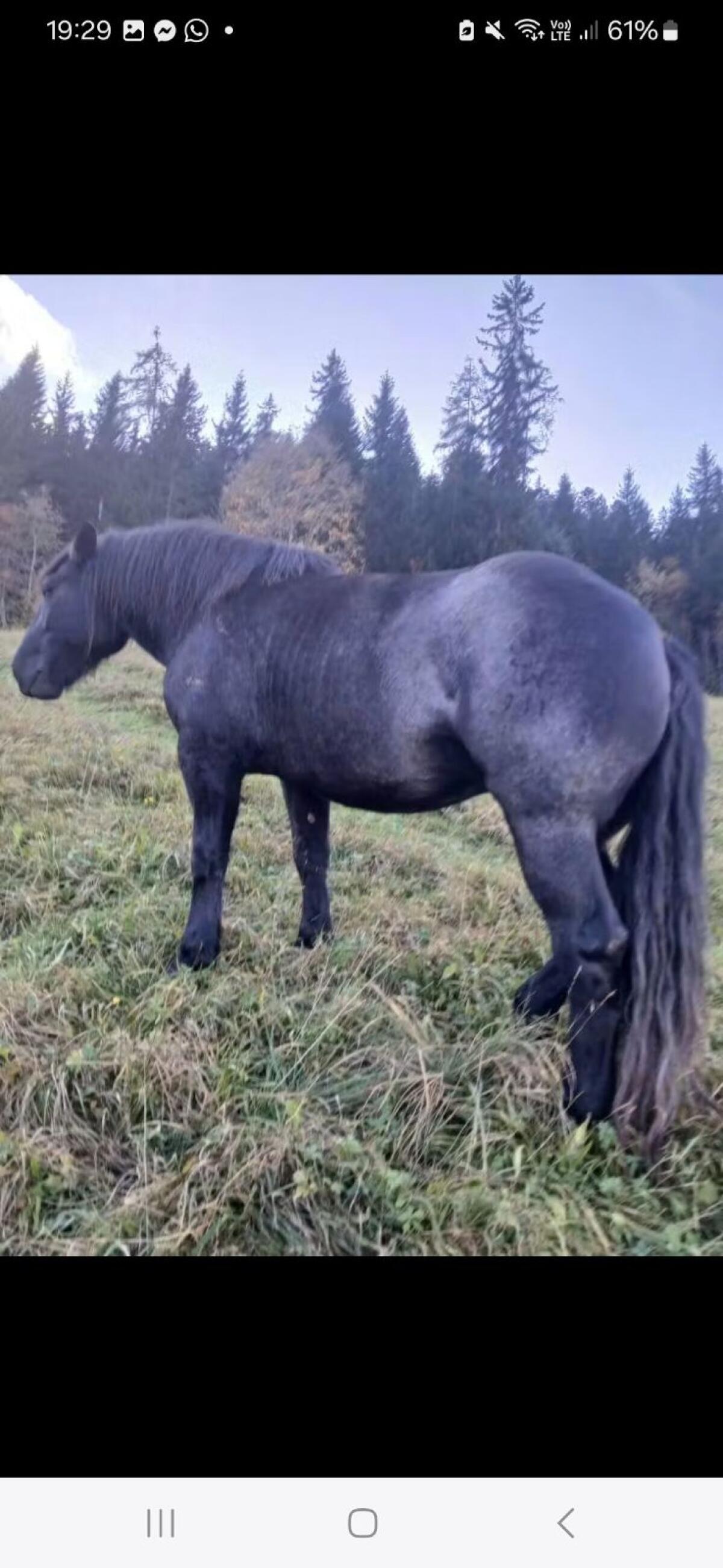 Norikerstute Mohrenkopf 3