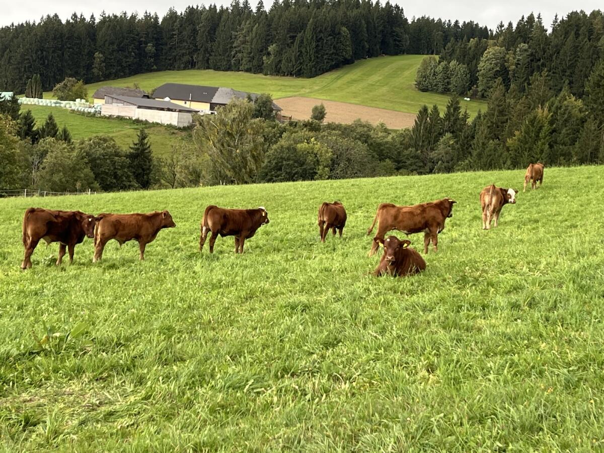 Bio-Einsteller/Ochsen (ähnlich Beefmaster) 2