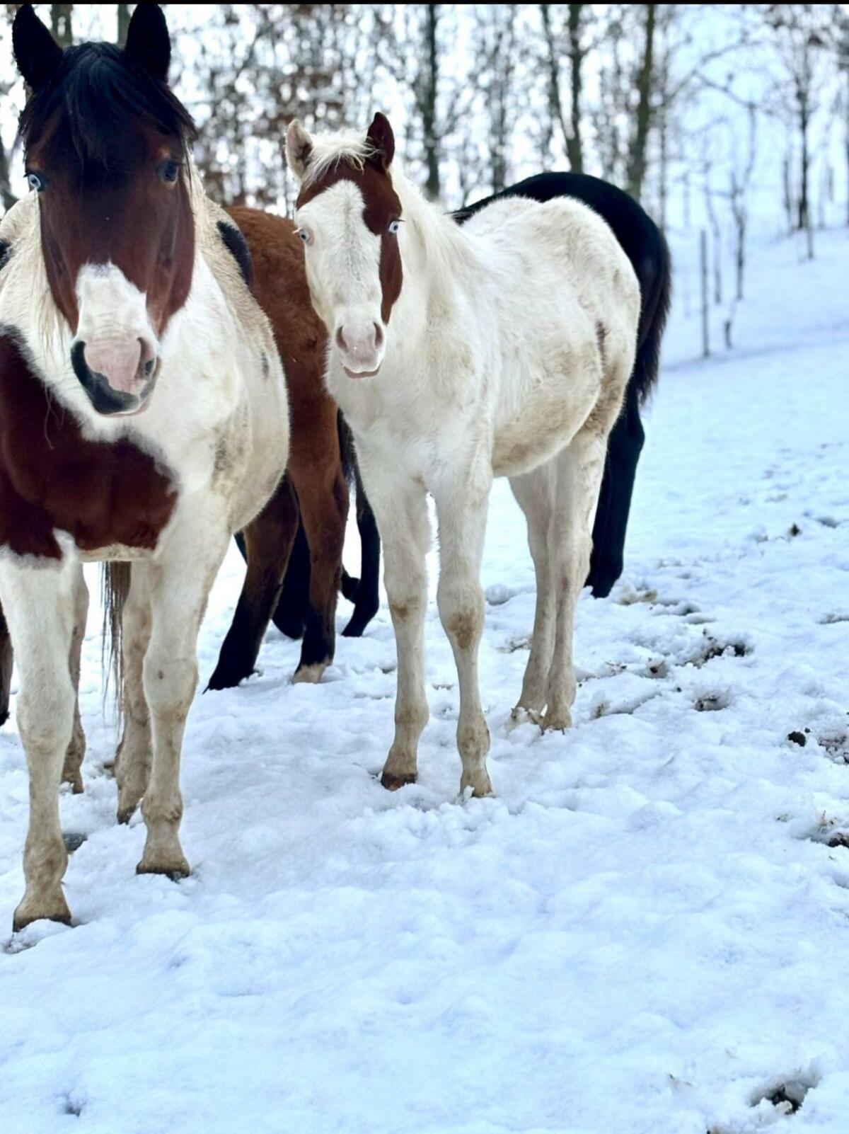 Quarter/Paint und Mix Fohlen 3