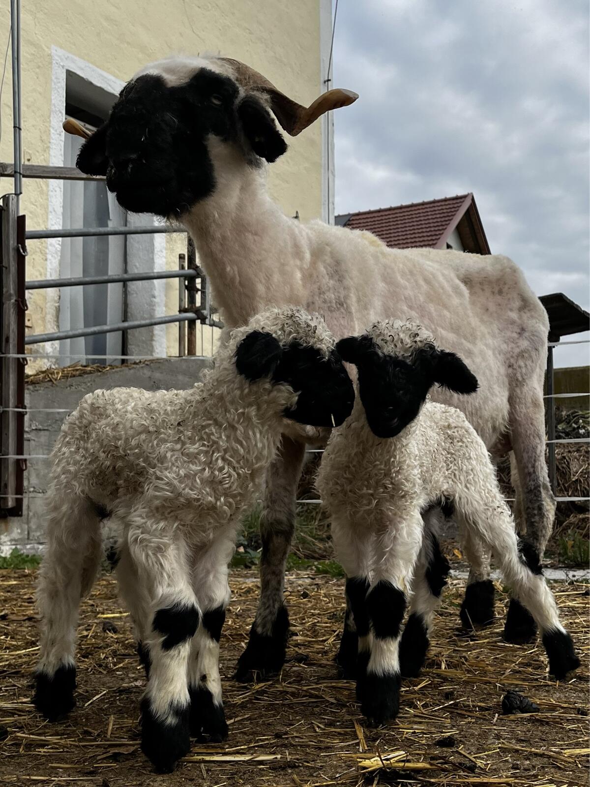 2 Walliser Schwarznasenschafe 3