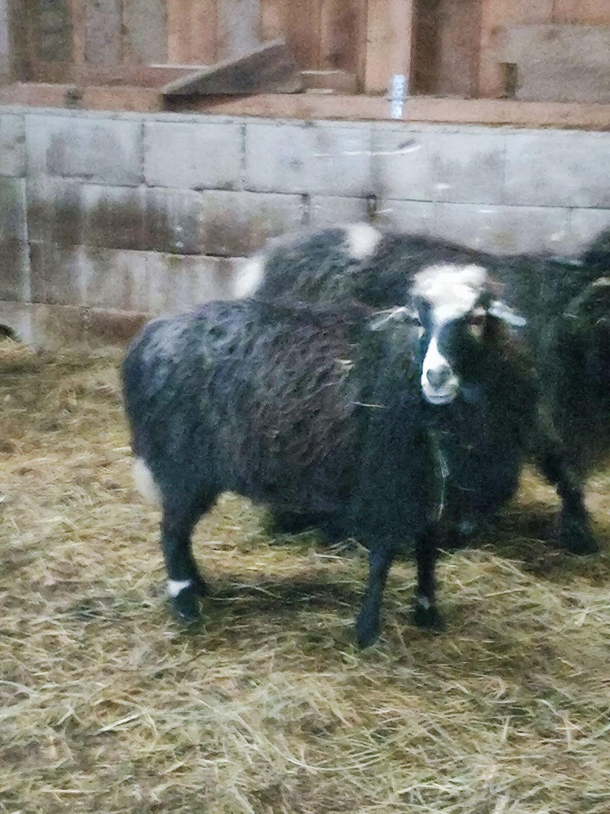 5 Stück Krainer Steinschafe 3