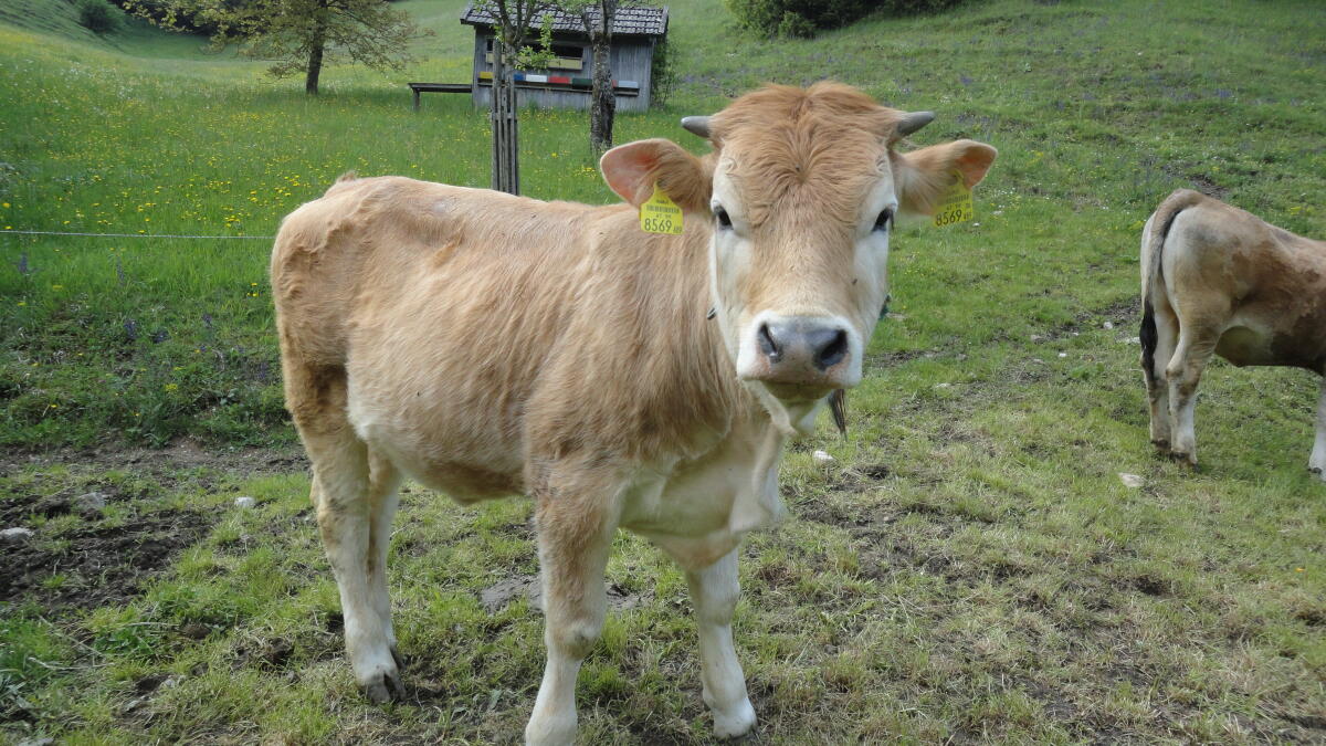 Murbodner Kalbin, Bio 1