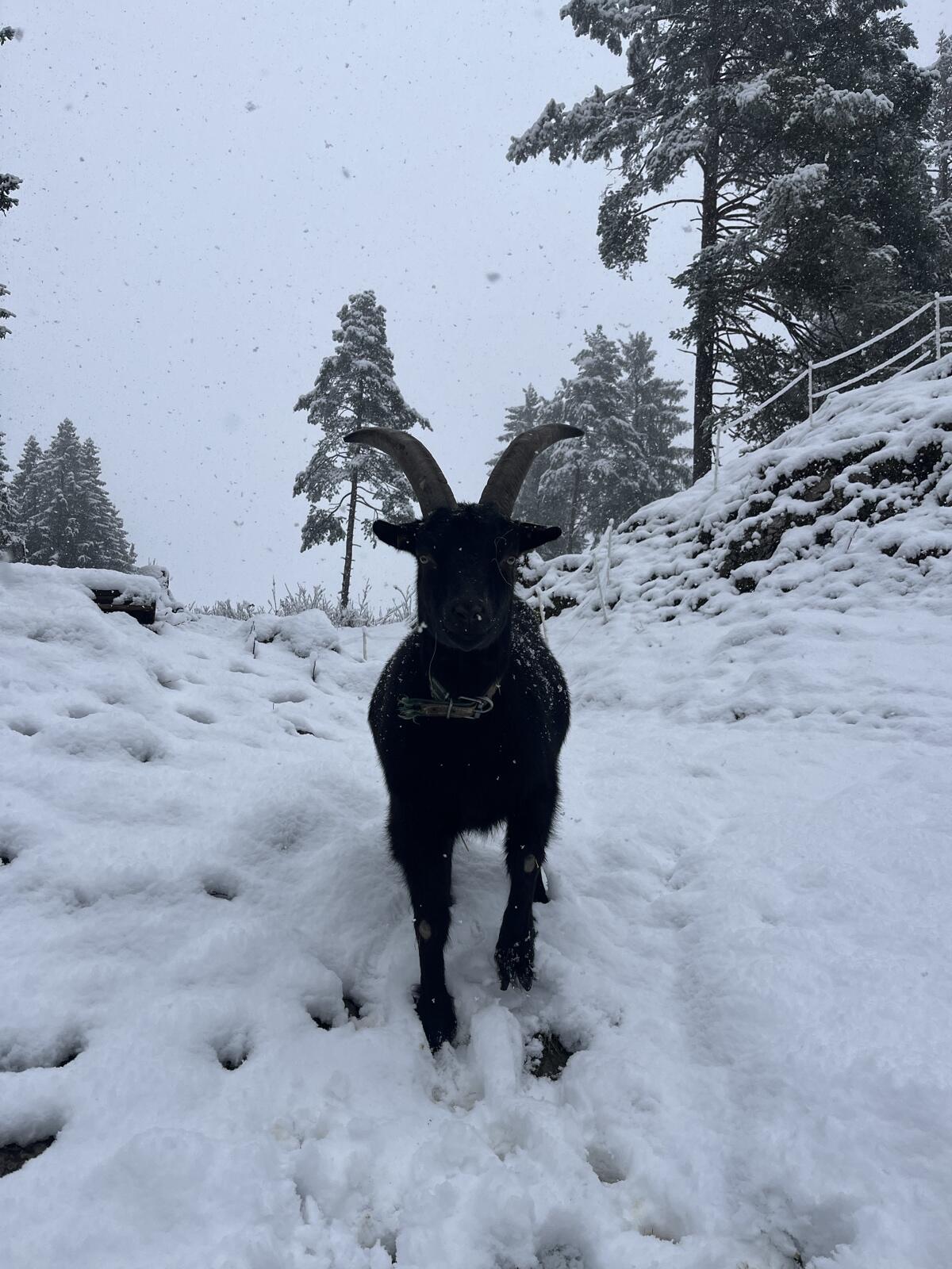 Blobe Bock, kastriert 2