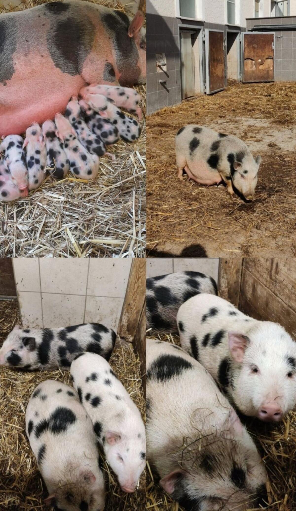 Schweine zu verkaufen 1