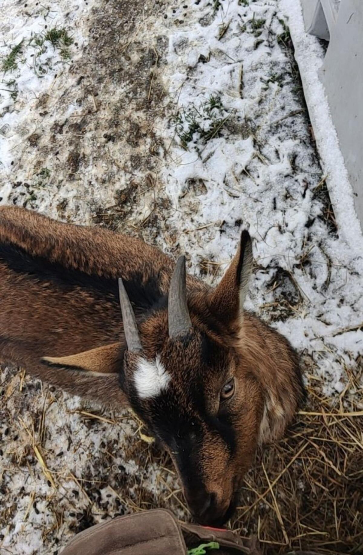 Ziegen zu verkaufen 1