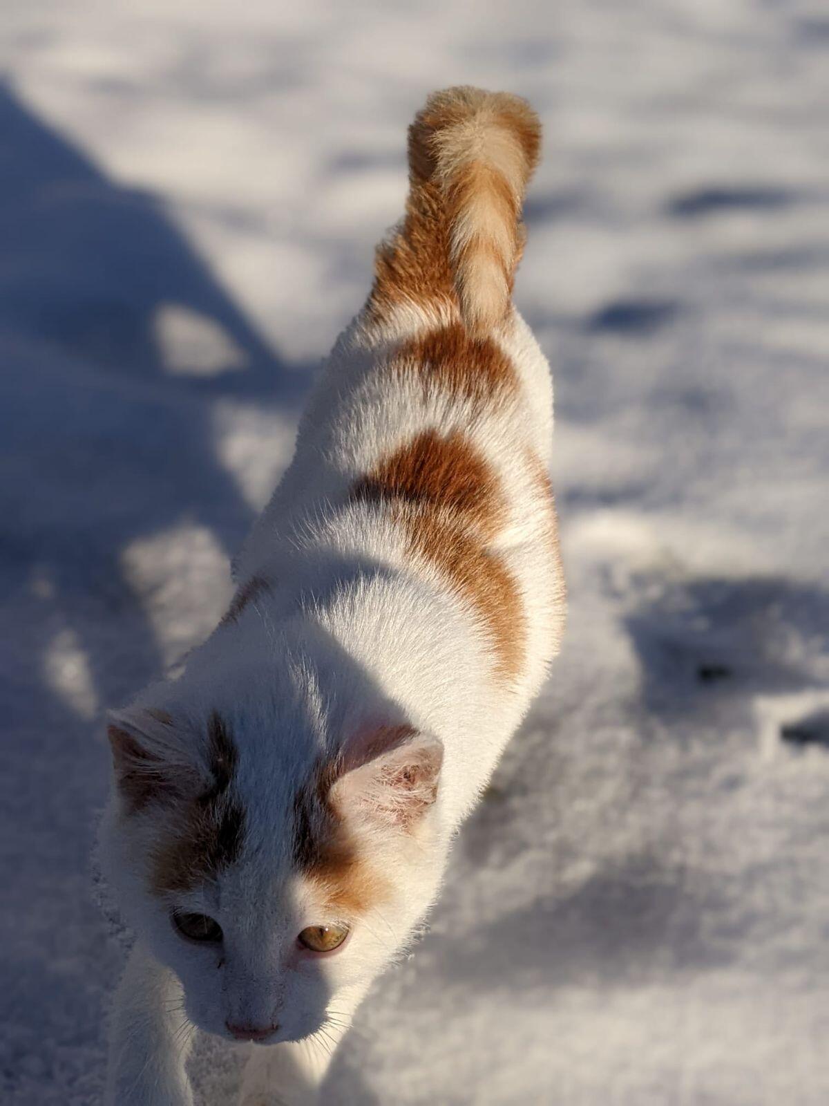 Katzenbaby männlich 2