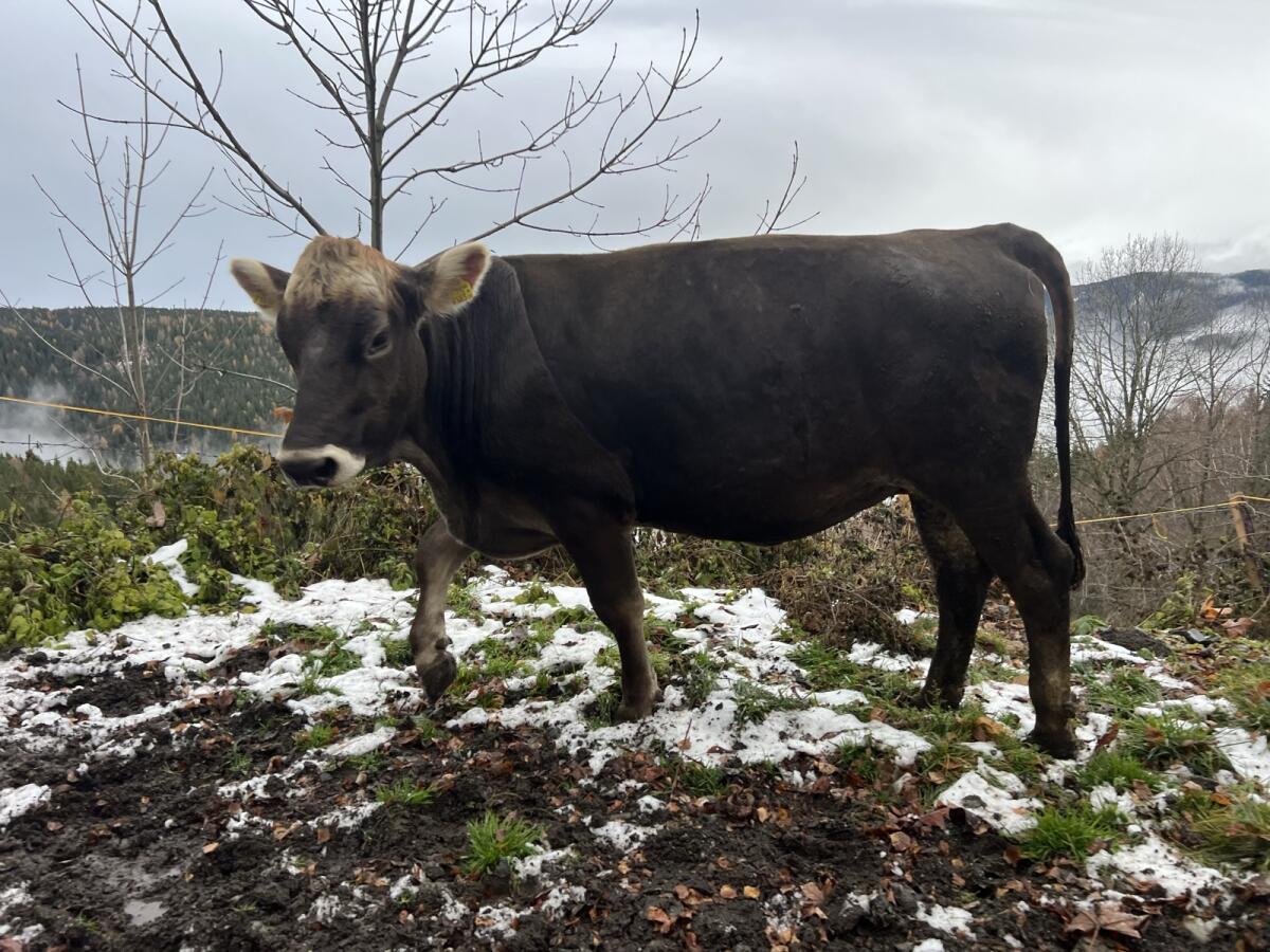 Braunviehkalbin, nicht trächtig 2