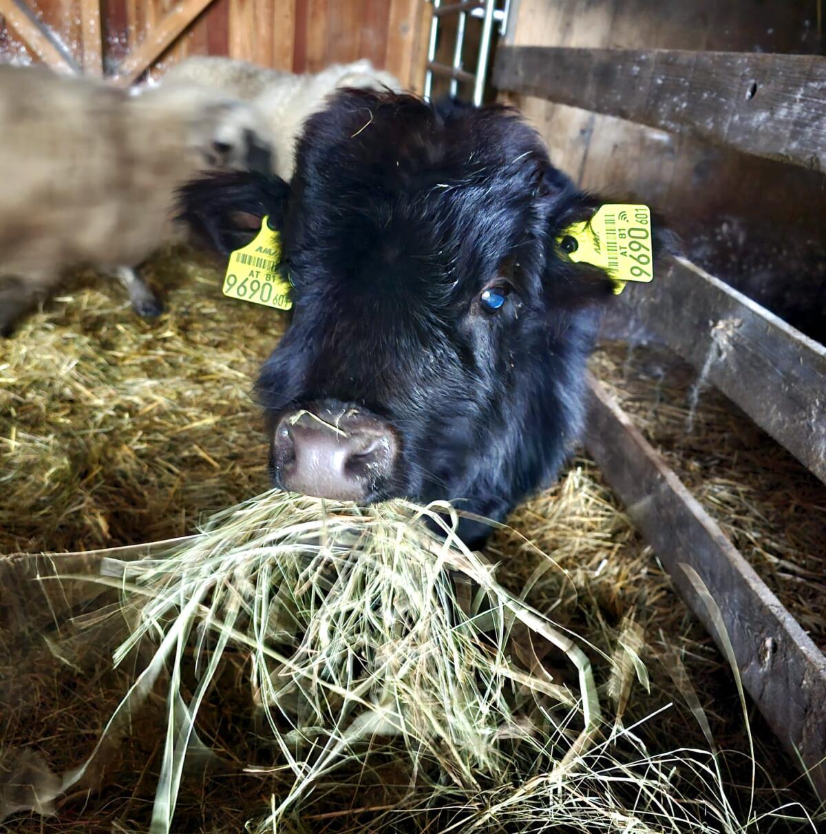 Dahomey-Stierkalb zu verkaufen/tauschen 2