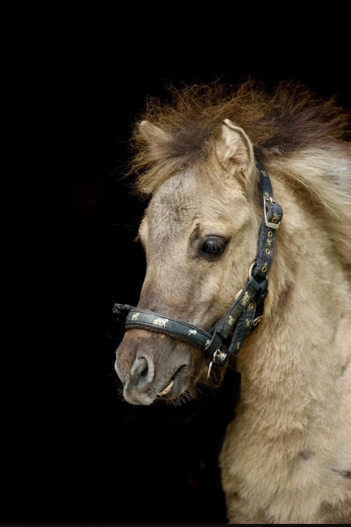 Minishettys aus Therapiebauernhof 1