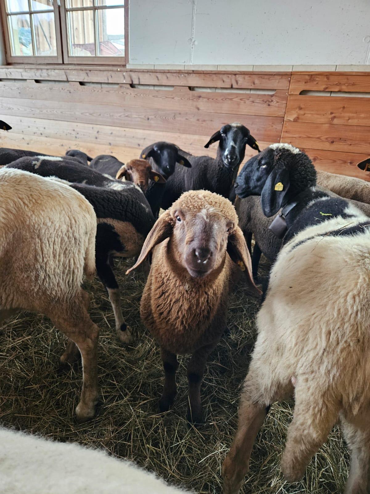 Aue/Ebe mit 1–2 Jungtieren abzugeben 3