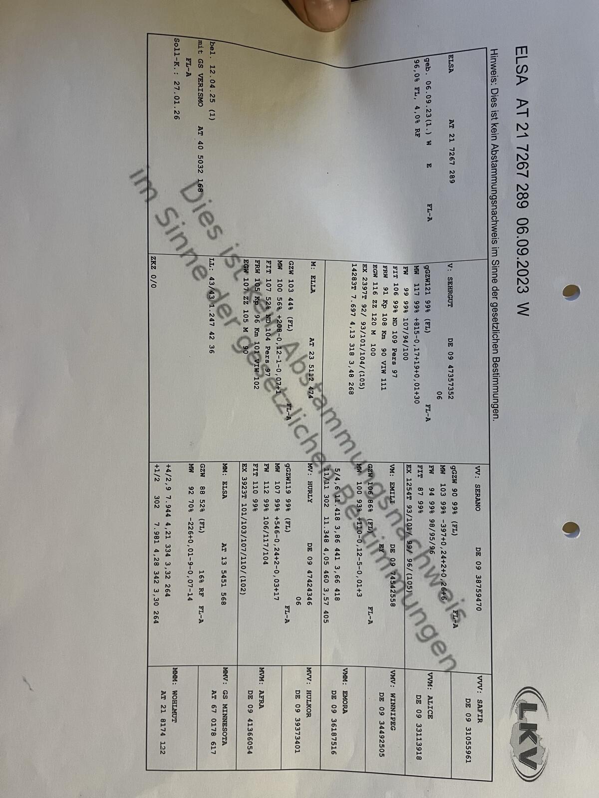 Trächtige Kalbinen zu verkaufen 2