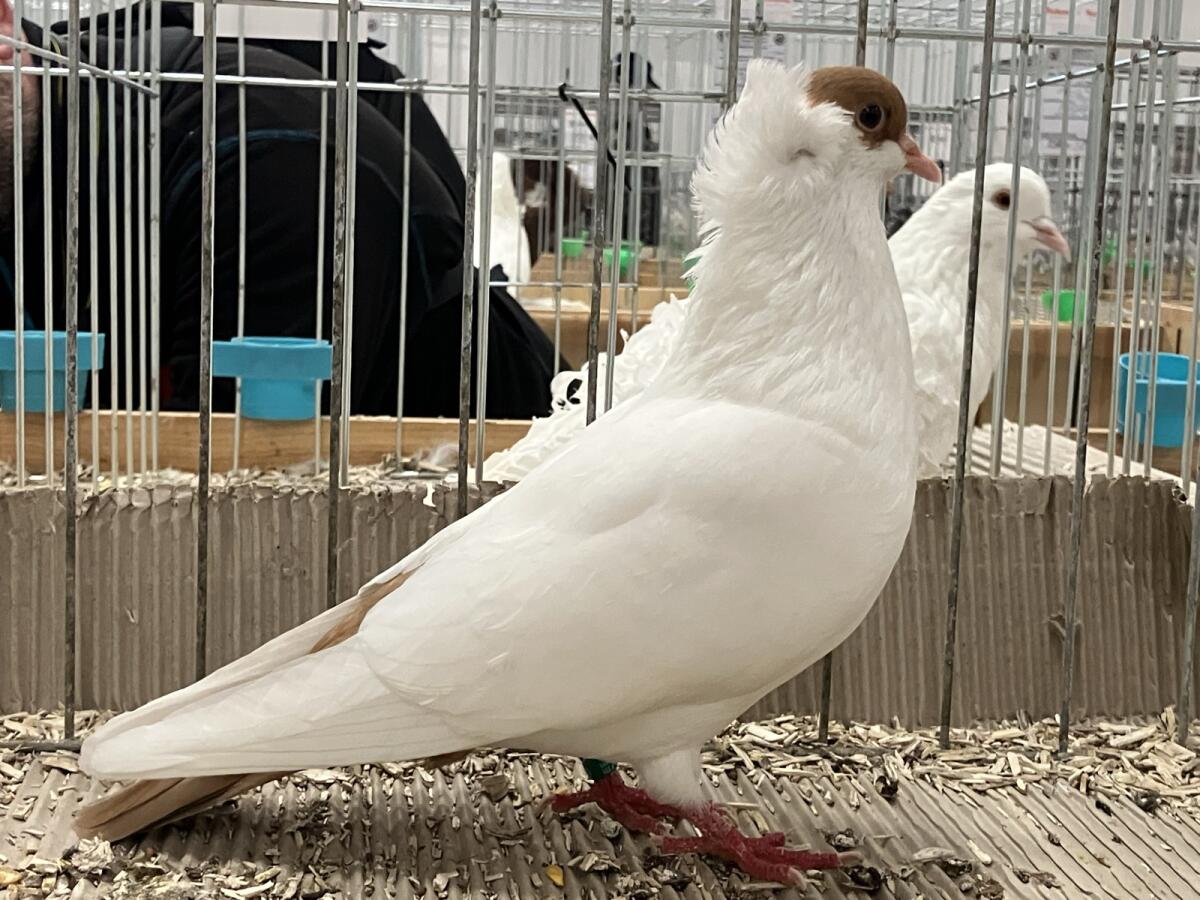 Österreichische Fischertauben 1