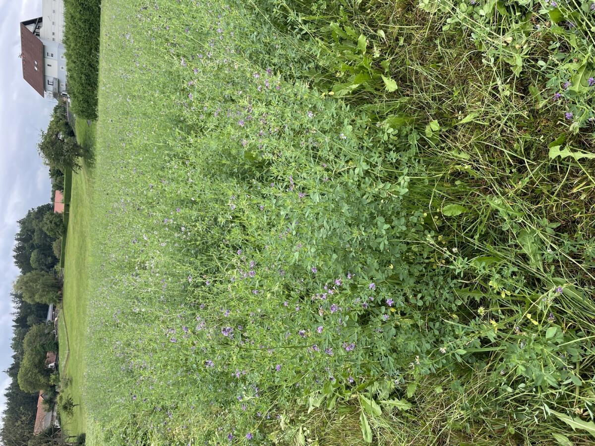 Luzerneheu Klein-Rundballen 2