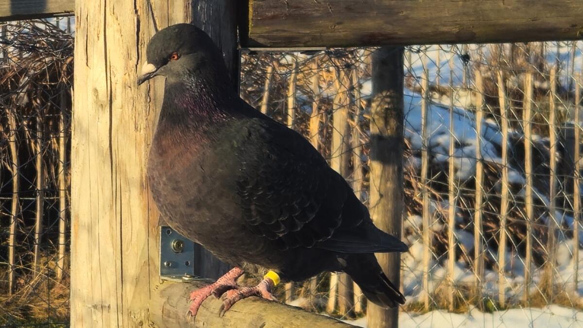 Junge Mischlingstaube 1