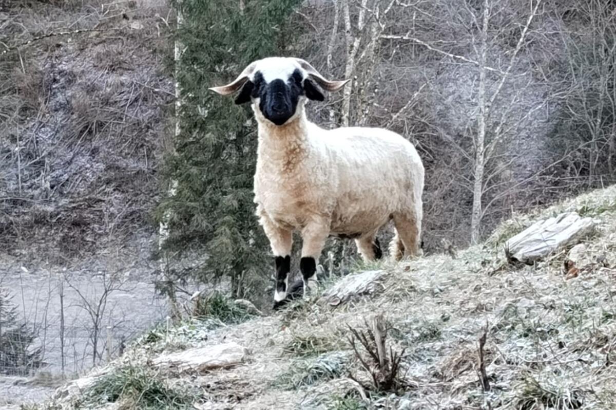 Wunderschönes Walliser Schwarznasen-Paar mit kleinem Kumpel 1