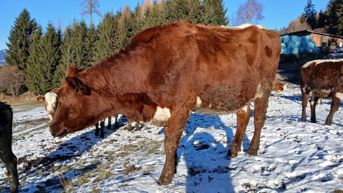 Bio Kalbin hochträchtig 3
