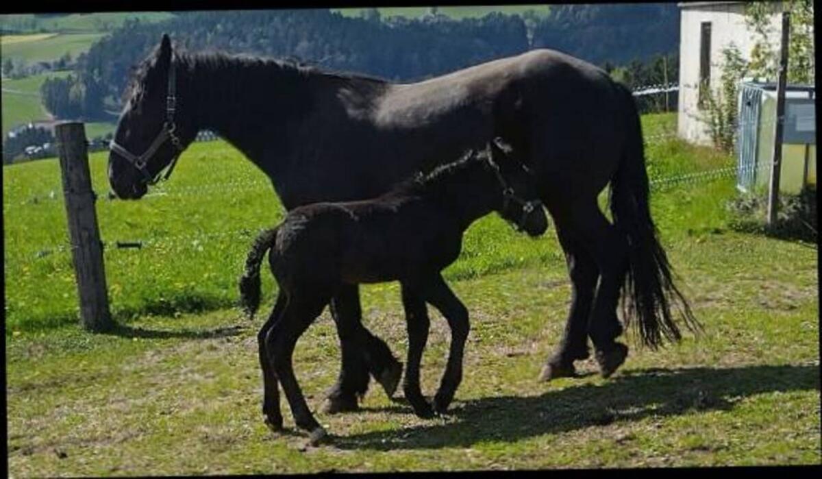 Zschini Schaunitz XVII Hengst 3