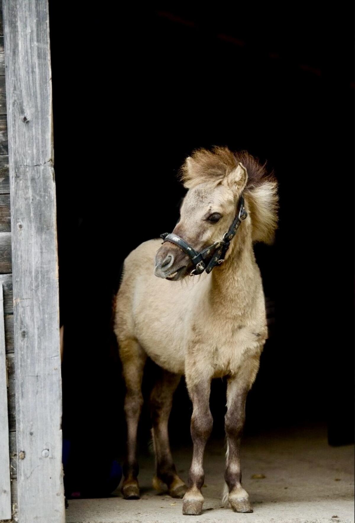 Minishettys aus Therapiebauernhof 2