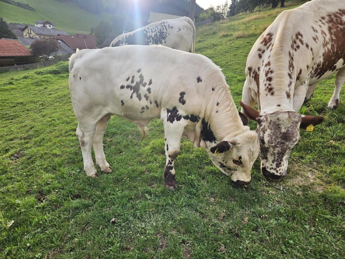 Einsteller Fresser 1