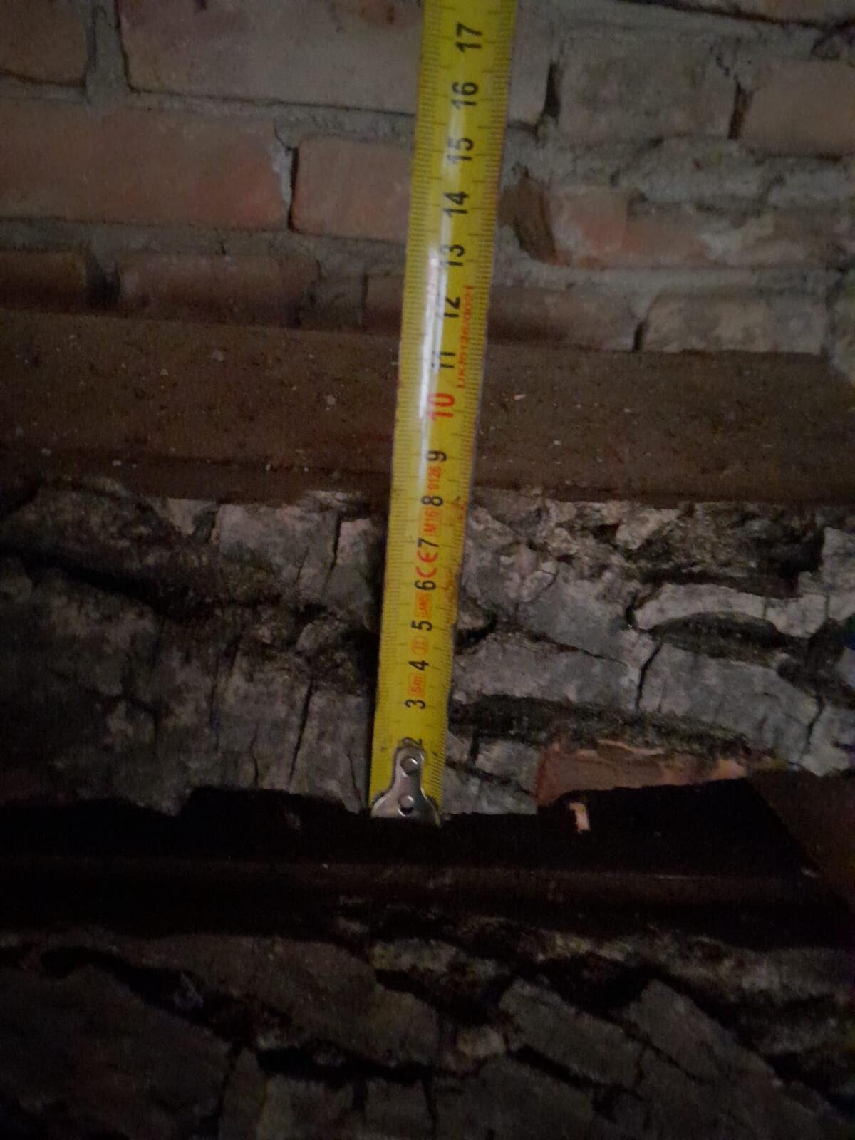 Nussstämme aufgeschnitten 2