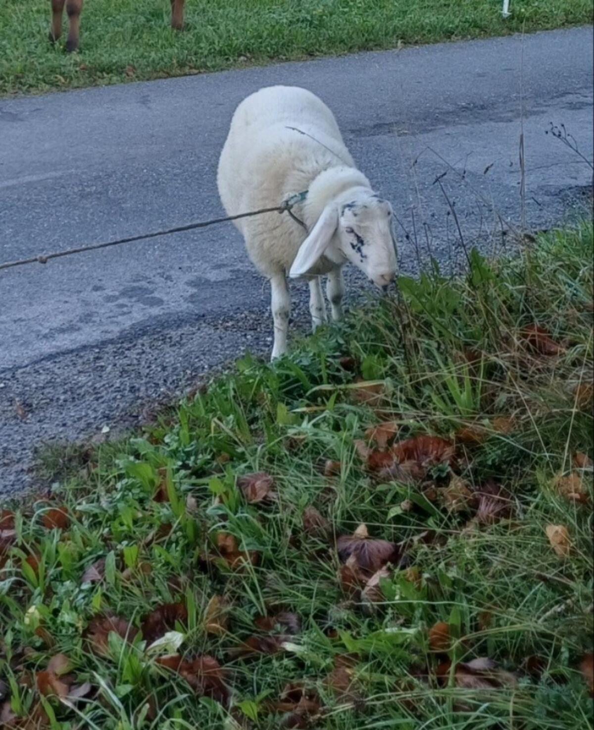 Bio Schafe Brillenschaf x Bergschaf geb. 05.25 2