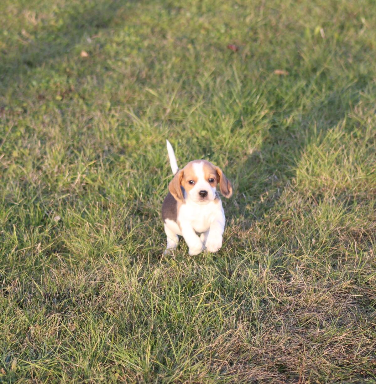 Beagle-Welpen suchen in Kürze ihr Traumzuhause 2