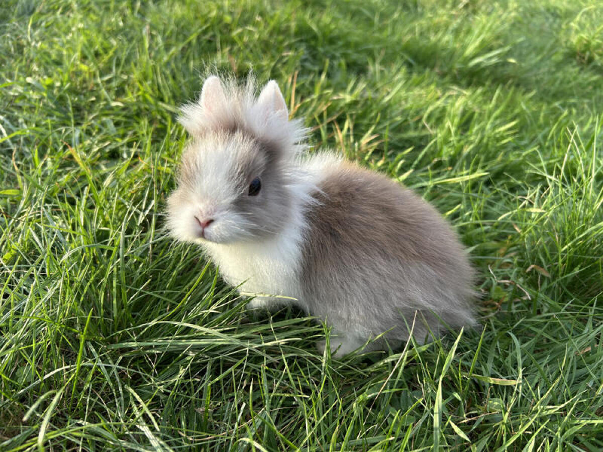 Kleinbleibende Teddyzwerge und Löwenköpfchen Männchen 3