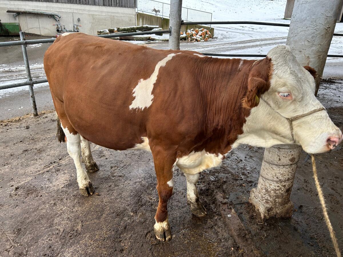 Trächtige Bio-FV-Kalbin 1