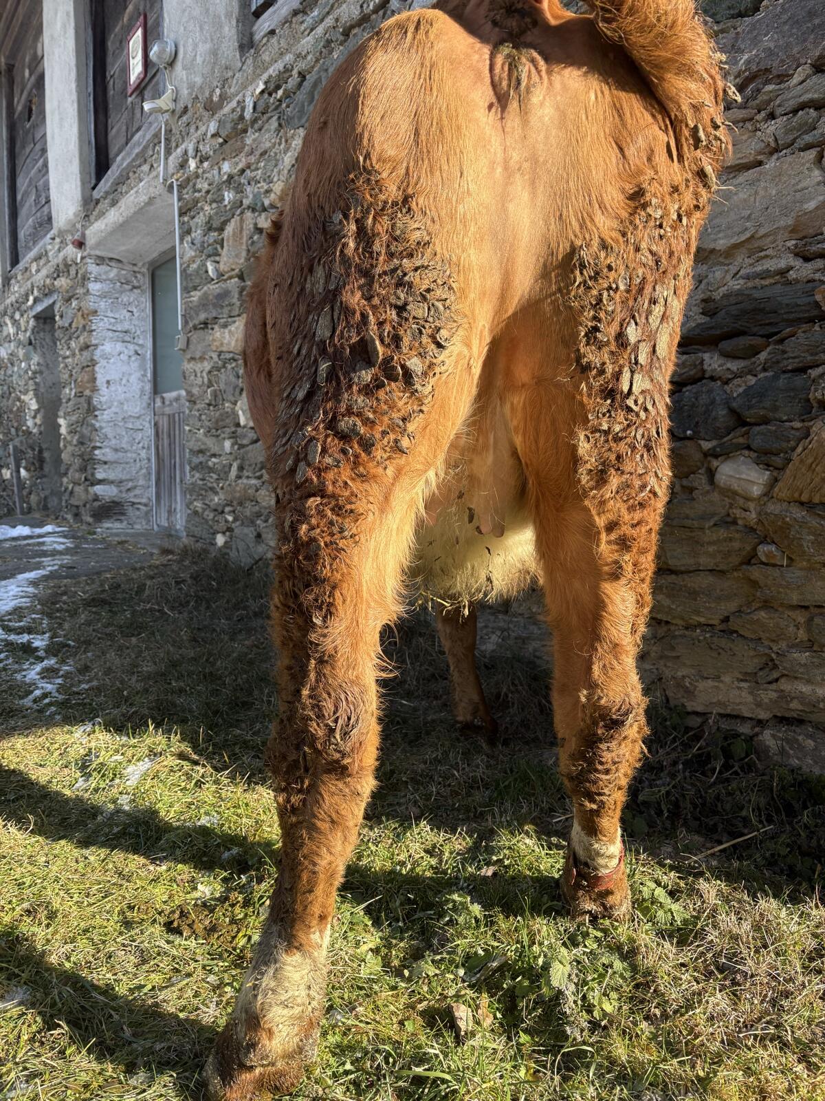 FV Bio Kalbin trächtig 2