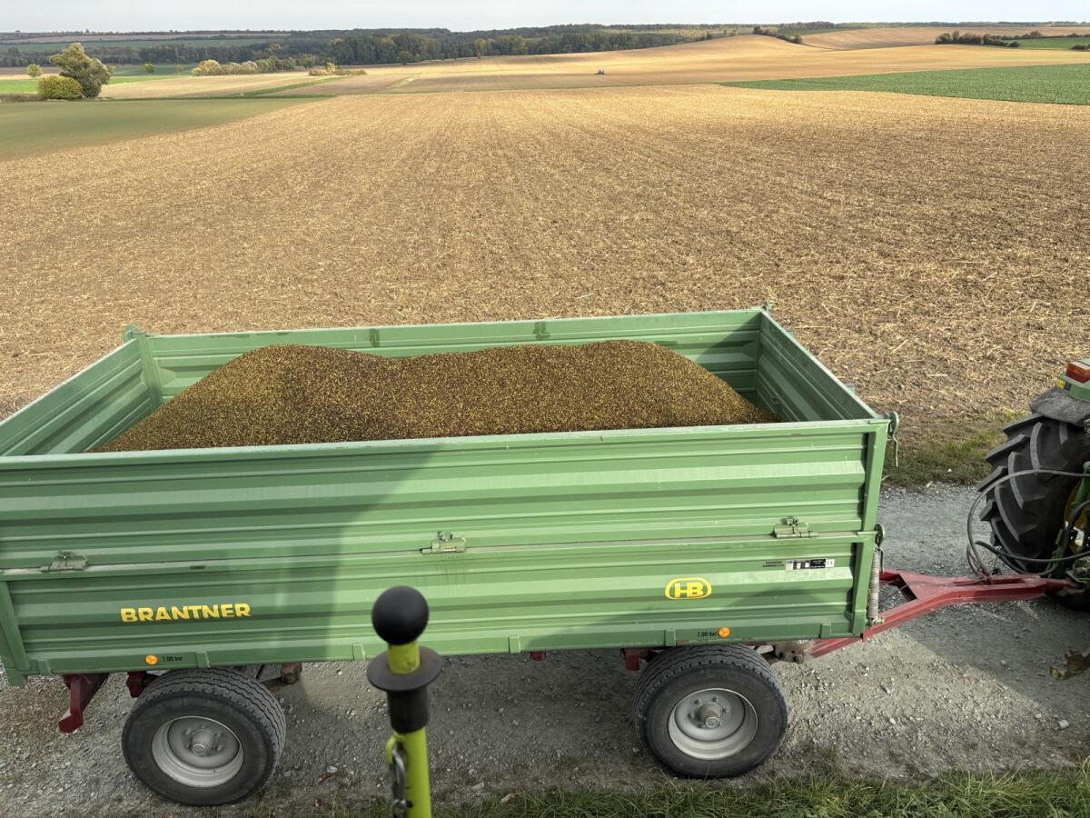 Buchweizen Sorte Billy 3