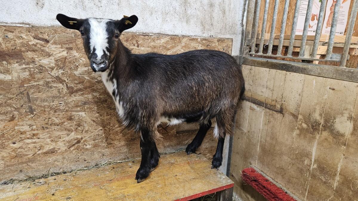 Zwergziege hornlos zu verkaufen 3