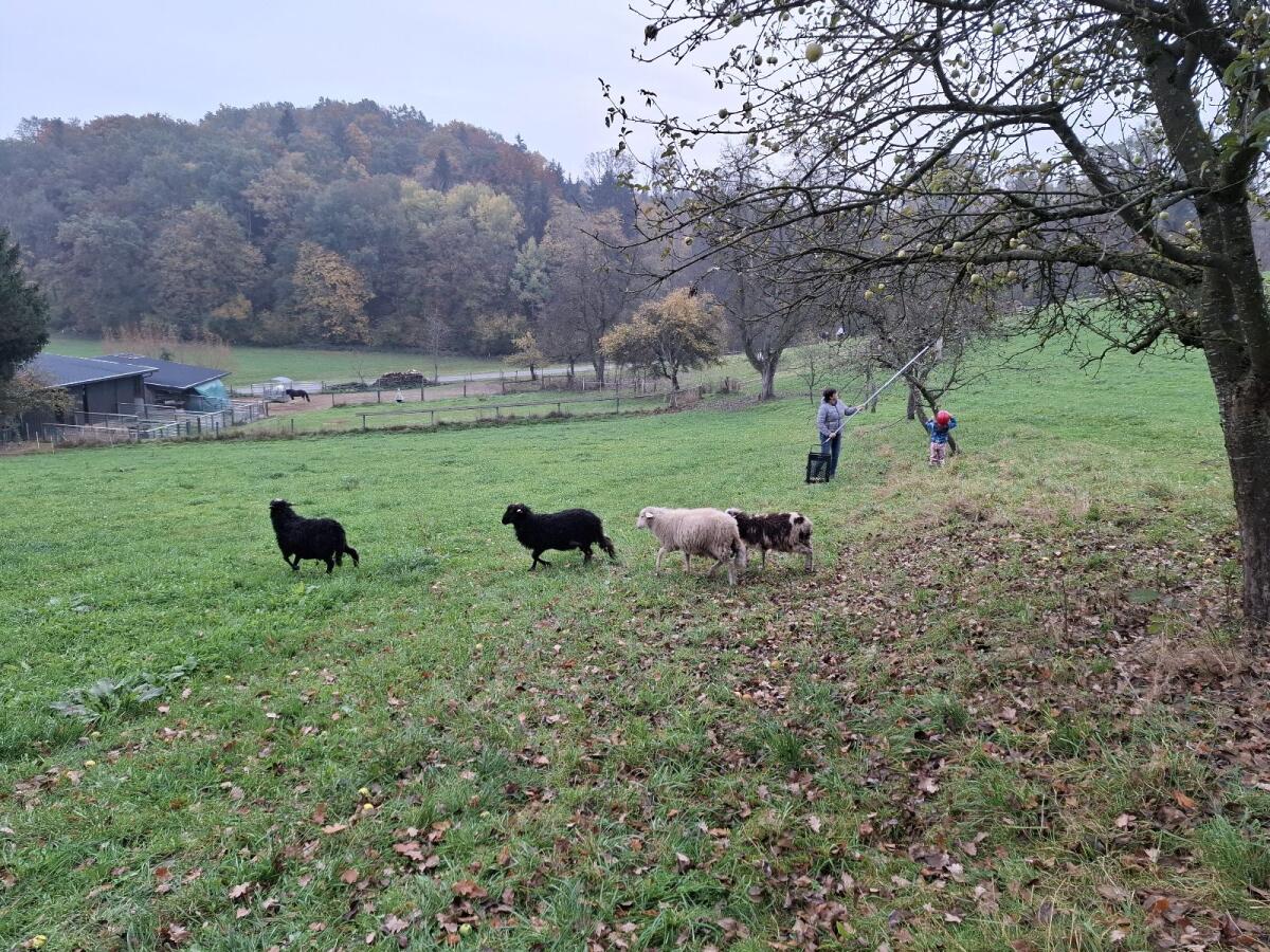 Waldschafe und Krainer Steinschaflämmer 1