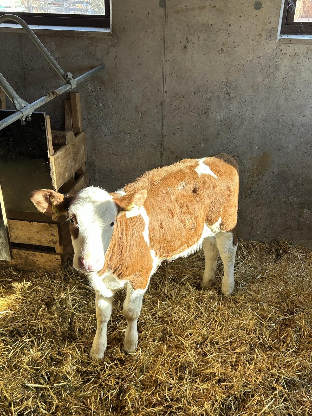 Bio Kuhkalb enthornt 1