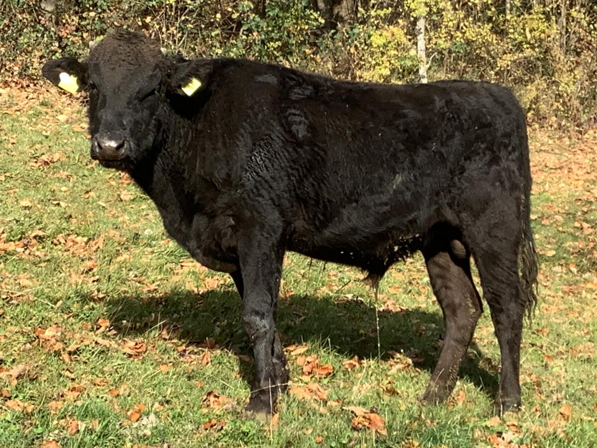 Fullblood Wagyu Jungstier – Herdebuch A – erbfehlerfrei 1
