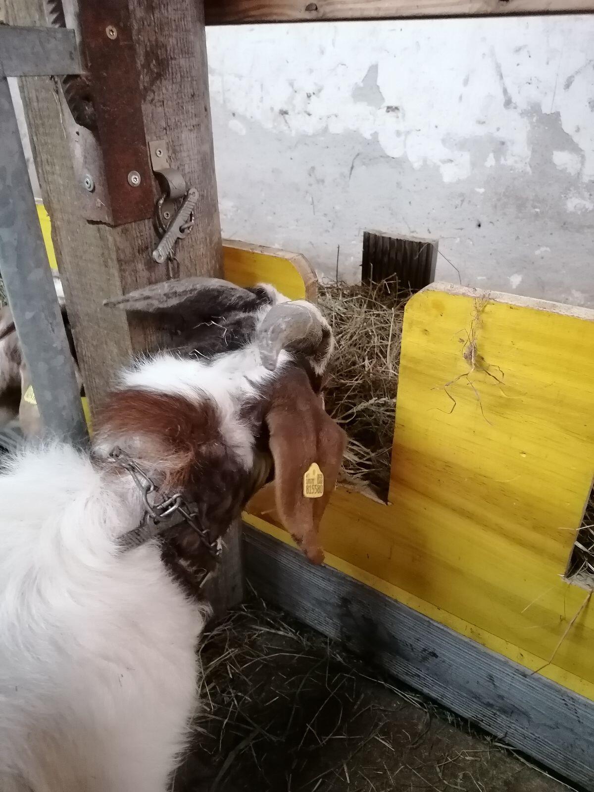 Verkaufe Buren Ziegenbock 2