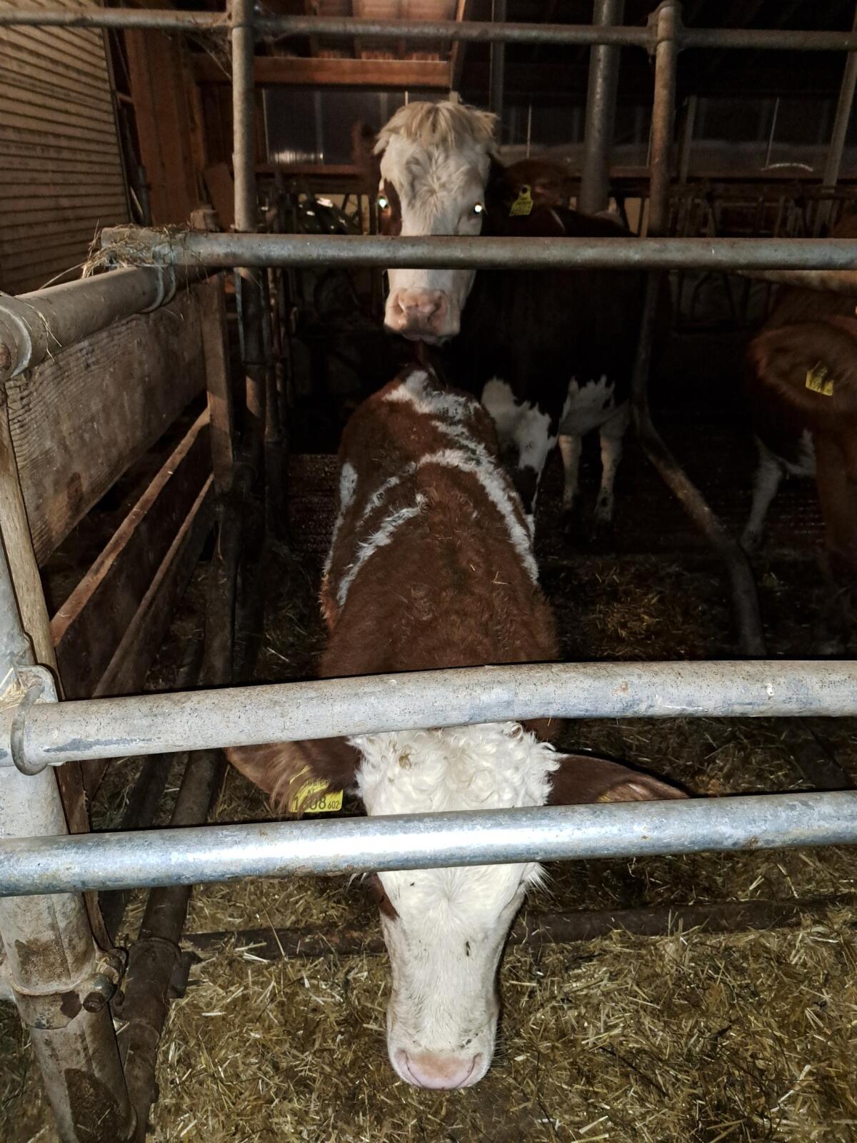 Bio Ammenkuh mit Stierkalb 2