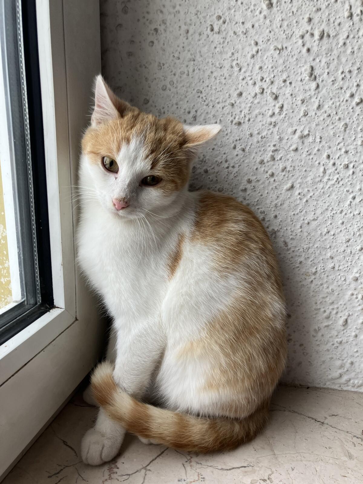 Katzen - Babykatzen - BKH - stubenrein 3