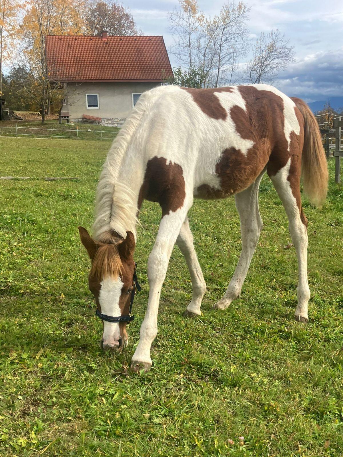 Araber Hengstfohlen 1