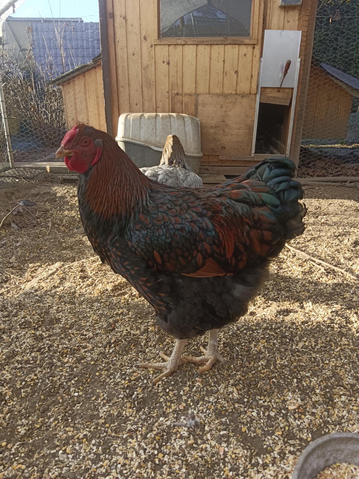 Wyandotten Hahn 3