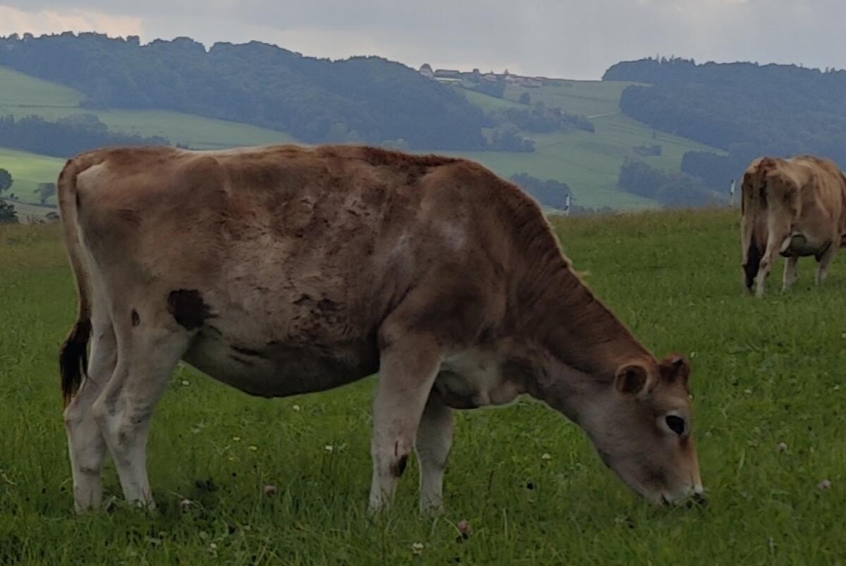 Jersey Kalbin, 10 Monate 1