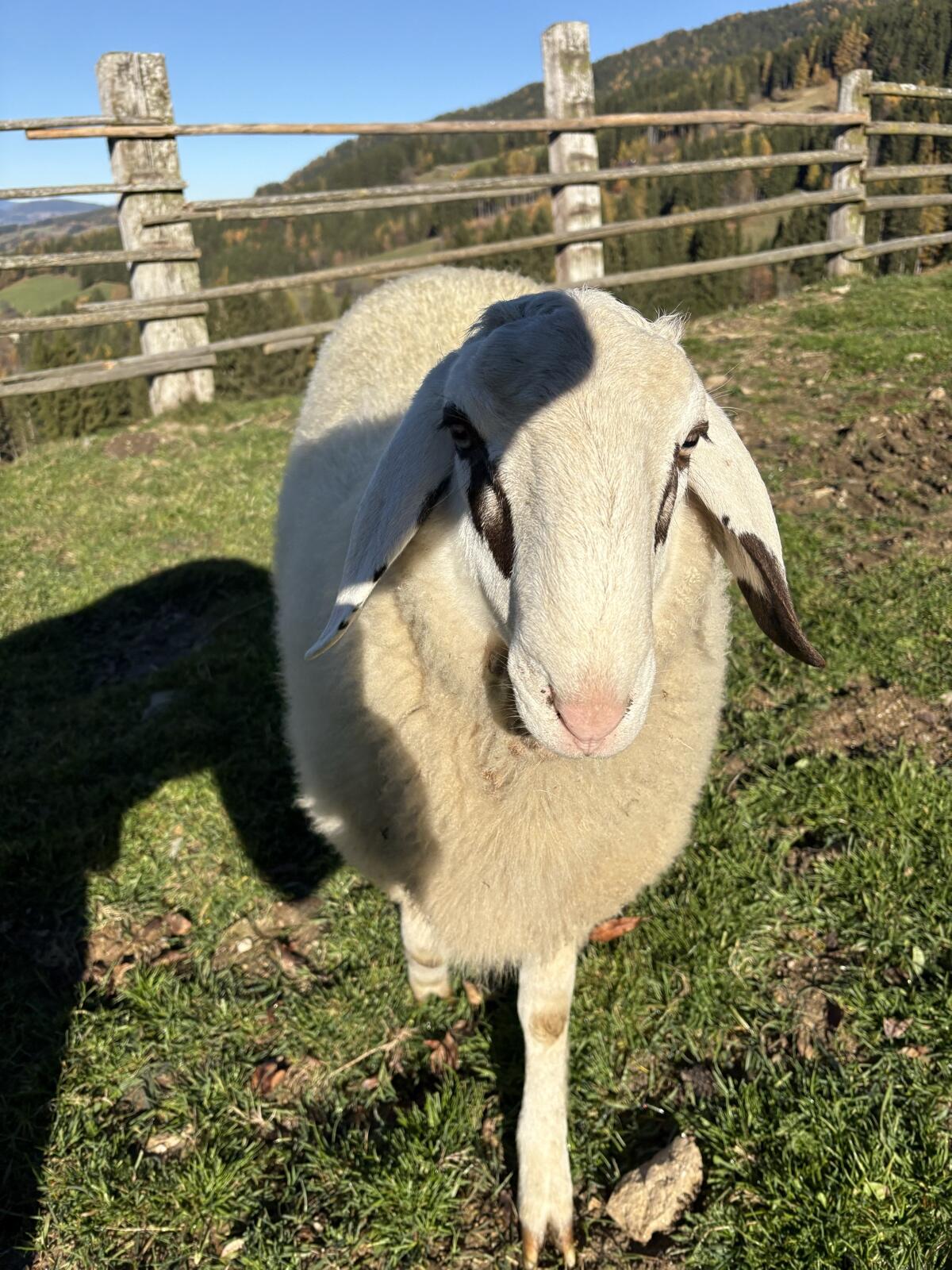 Brillenschaf Widder 3