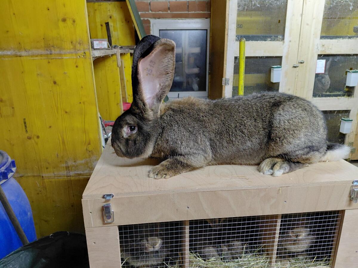 Graue und weiße Riesen 2