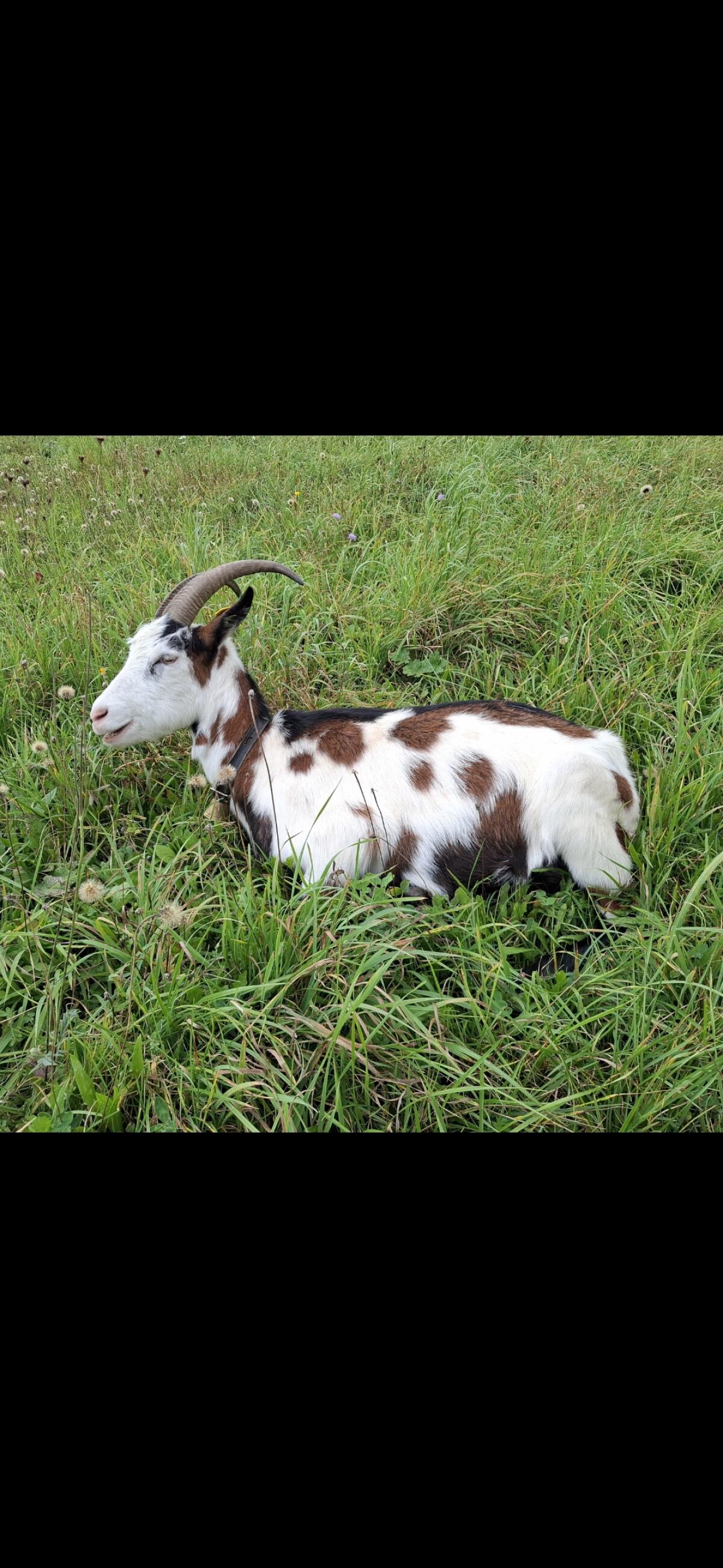 Verkaufe Tauernscheckenziege nicht HB 1