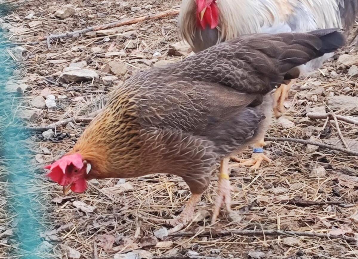 Italiener, Hühner 3