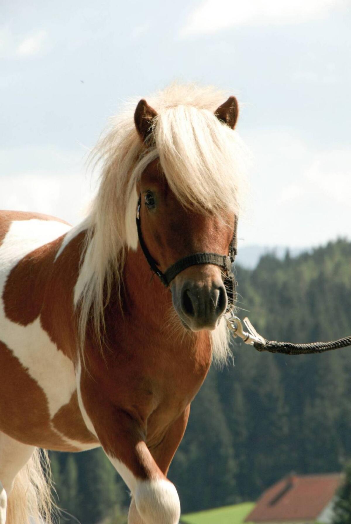 Mini Shetlandpony Hengst Iron 2