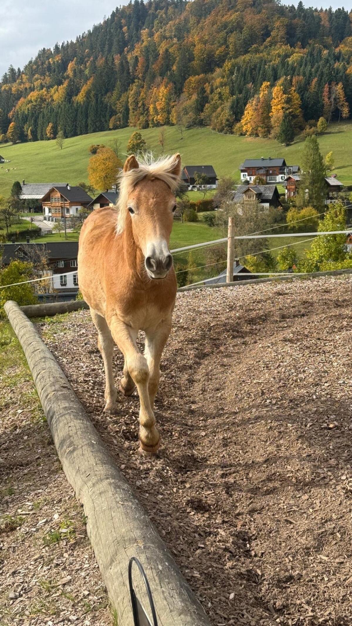 Schönes Haflinger-Stutfohlen nach Mariscal 2